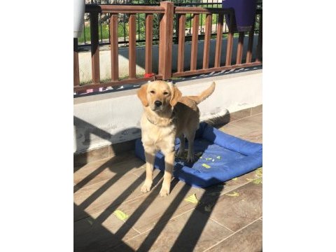 Golden retriever cinsi kızımıza yuva arıyoruz