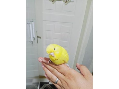 Jumbo yavru muhabbet kuşu