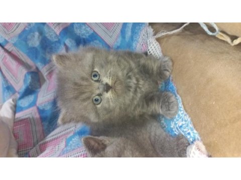 British longhair yavru