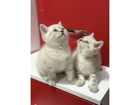 Mama ve bakım (uyguna) british shorthair