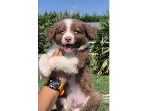 Border collie yavruları aşıları tam