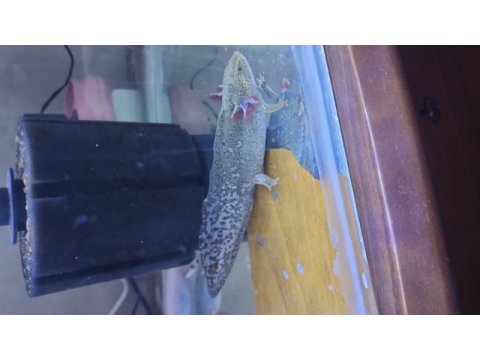 Sağlıklı axolotllar