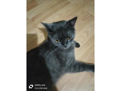 British ve russian blue melezi