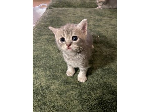Yavru 37 günlük british shorthair