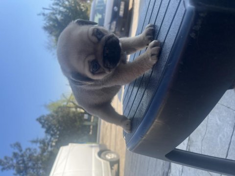 Safkan pug yavrularımız acil