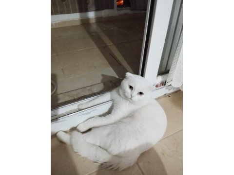 Scottish fold kedisi 7 yaşında
