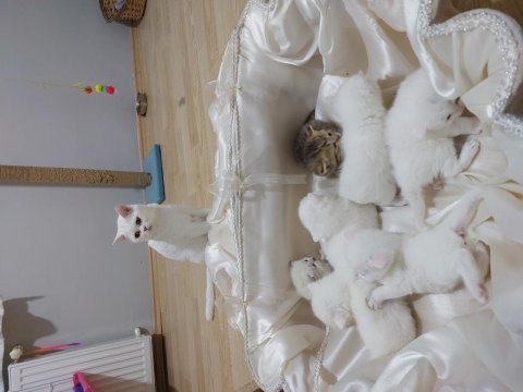 Bal kediler rezerveye açılmıştır