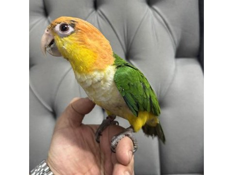 Yavru kayık papağanı
