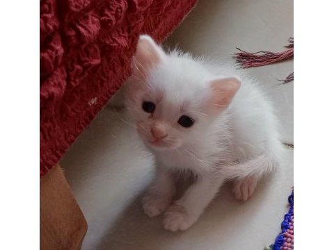 Sevimli yepyeni minik kediler