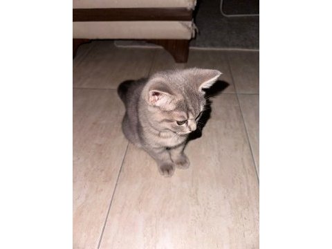 Safkan british shorthair flood