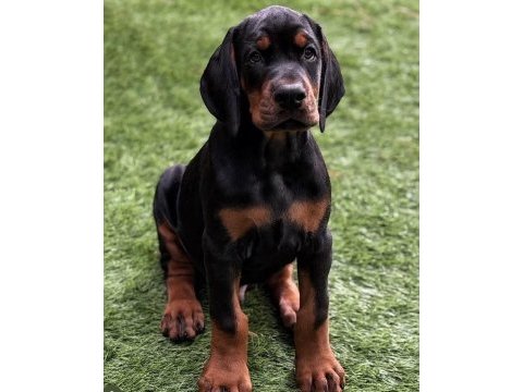 İlk anneliğin ilk doberman yavruları kapıda ödeme