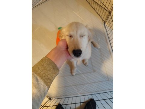 4.5 aylık dişi acil eğitimli golden retriever yavrum