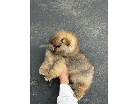 Üst kalite ayıcık surat pomeranian boo