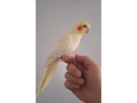 Dişi lutino sultan papağanı 1,5 yaşında