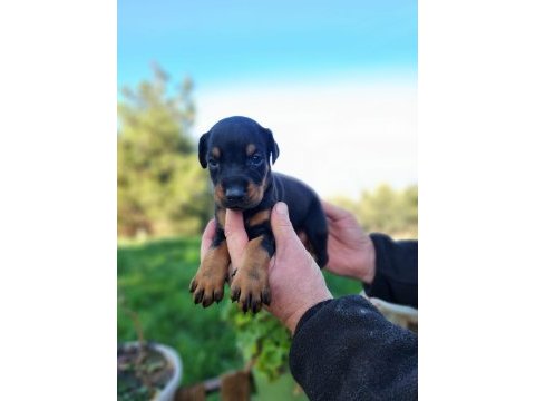 A kalite king doberman bebekler