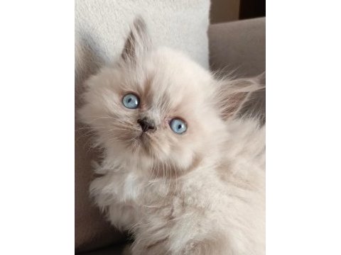 Harika british longhair bebekler