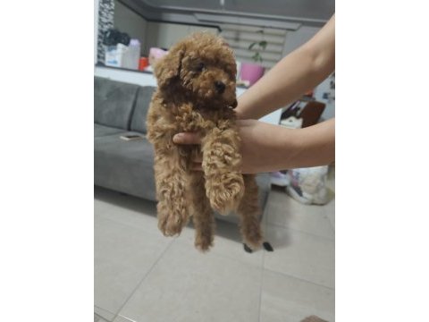 Toy poodle bebekler