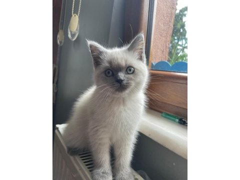 Son kalan erkek yavru british shorthair