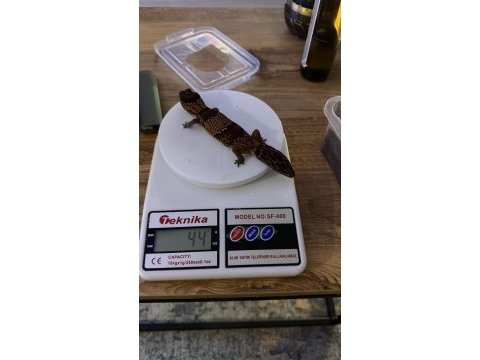 Afridan fat tailed gecko