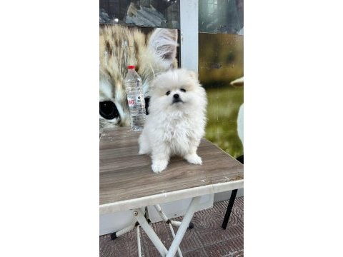 3 aylık kusursuz pomeranian boo bebek