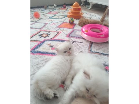 Safkan british yavrular