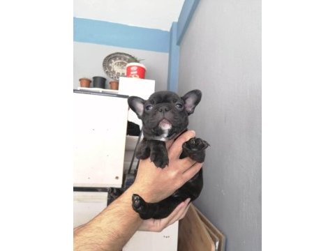 French bulldog 2 aylık bebekler