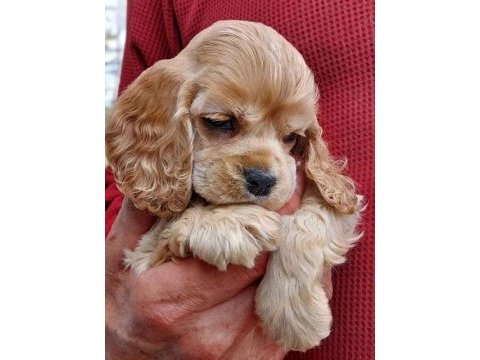 Amerikan cocker köpeklerimiz gelip görerek alabilirsiniz