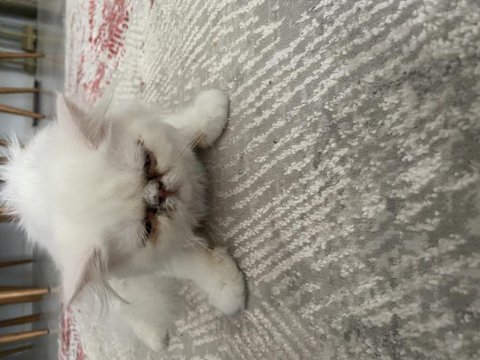 4 aylık iran persian (eşyalarıyla verilecektir)