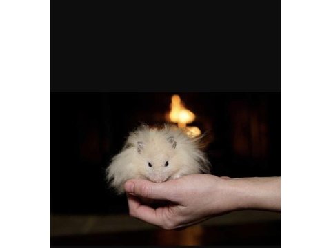 Türkiyede ilk ve tek hamster çiftliği eve teslim