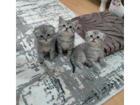 Scottish straight yavru kedilerimiz