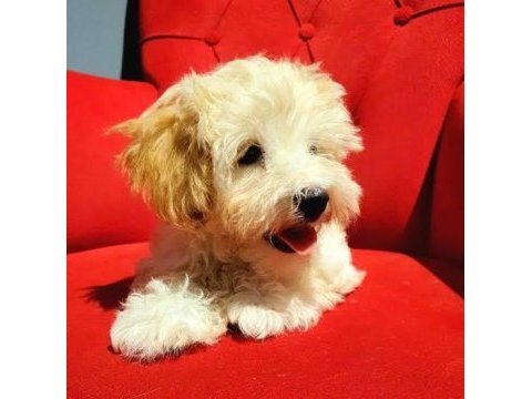 Eşsiz kalite de maltipoo