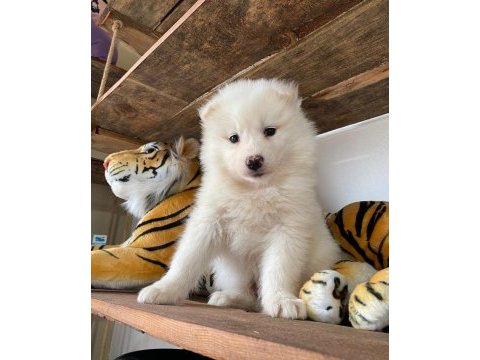 Burkemden a kan samoyed yavruları