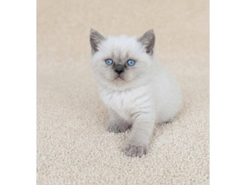 Muhteşem golden bicolor point british shorthair yavrular