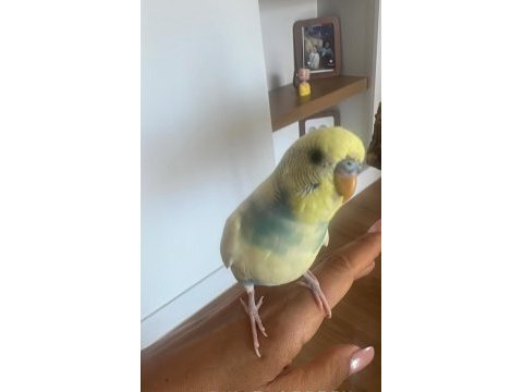 Her türlü muhabbet kuşu yavru yetişkin