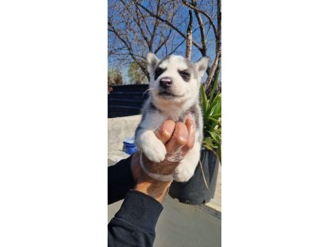 Safkan husky yavrular