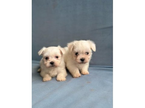 Mini boy maltese bebekler