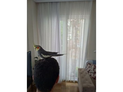 Sultan papağanı eğitimli konuşkan