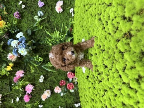 Toy poodle bebekleri