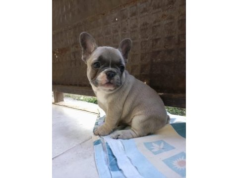 French bulldog puppys