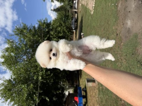 Ayı surat pomeranian boo