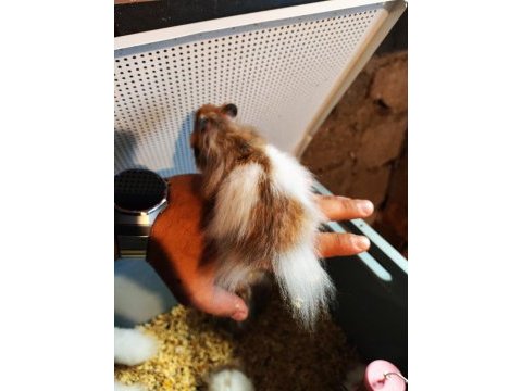 Teddy bear hamster