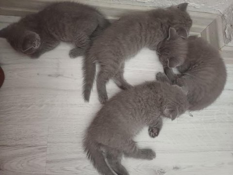 British shorthair 1.5 aylık kediler sahiplendirilecektir