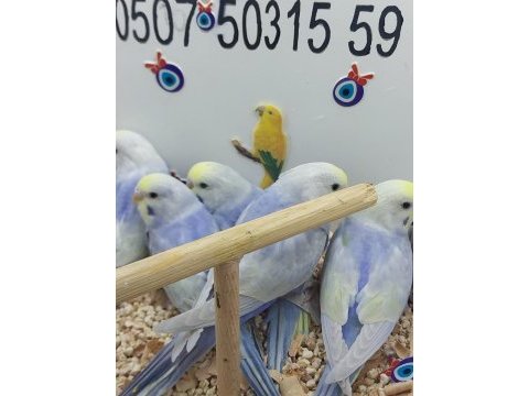 Muhabbet kuşu yavruları