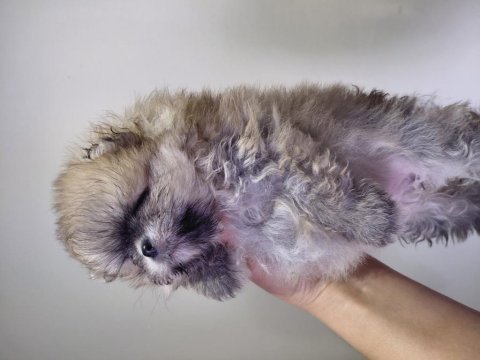 Pomeranian orange renk