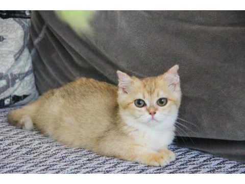 Güneşin en açık rengi scottısh dişi 