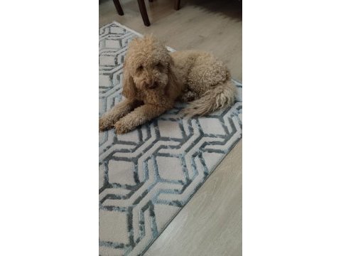 2,5 yaşında orjinal toy poodle