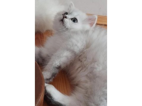 Scottish straight longhair dişi
