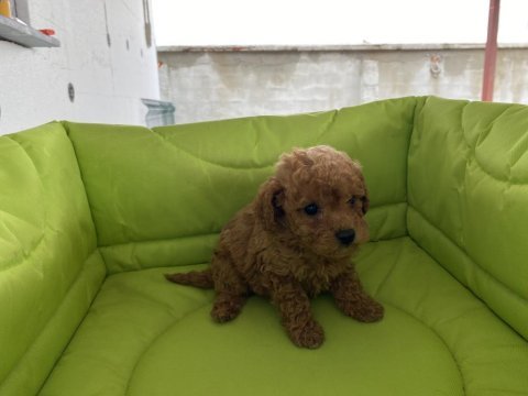Poodle yavru köpeklerimiz