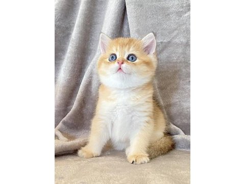 Bal küpü golden british shorthair 