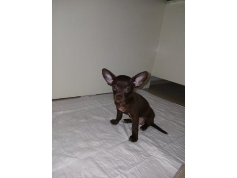 Çikolata chihuahua
